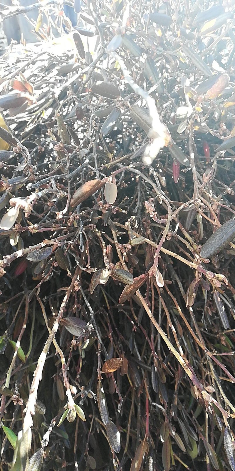 兴安野生杜鹃花干枝