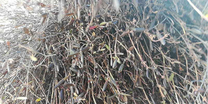 兴安野生杜鹃花干枝