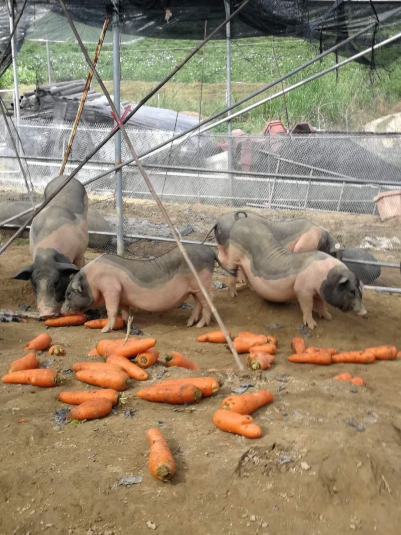 放养土炮生态猪