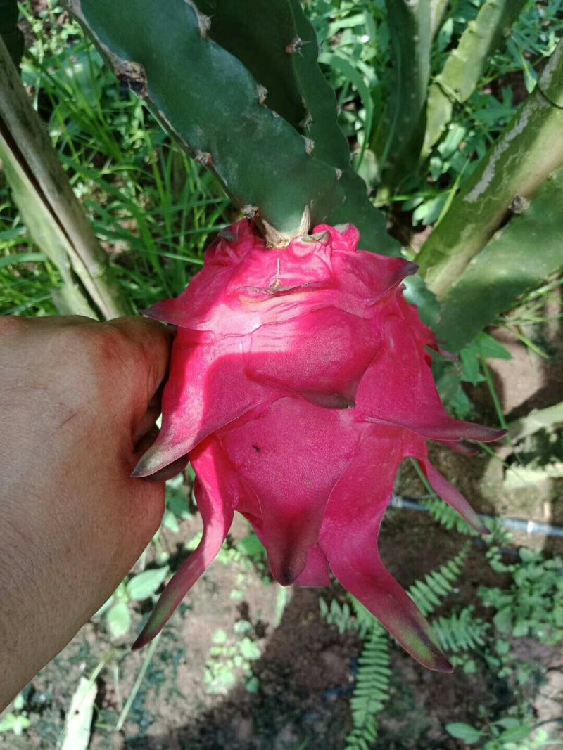 红心火龙果盆景盆载自花授粉红皮红肉