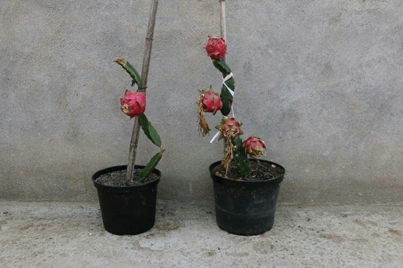 红心火龙果盆景盆载自花授粉红皮红肉