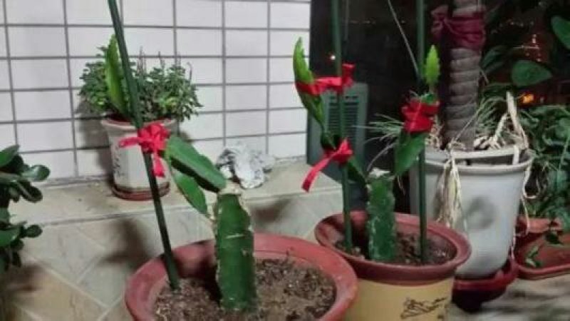 红心火龙果盆景盆载自花授粉红皮红肉