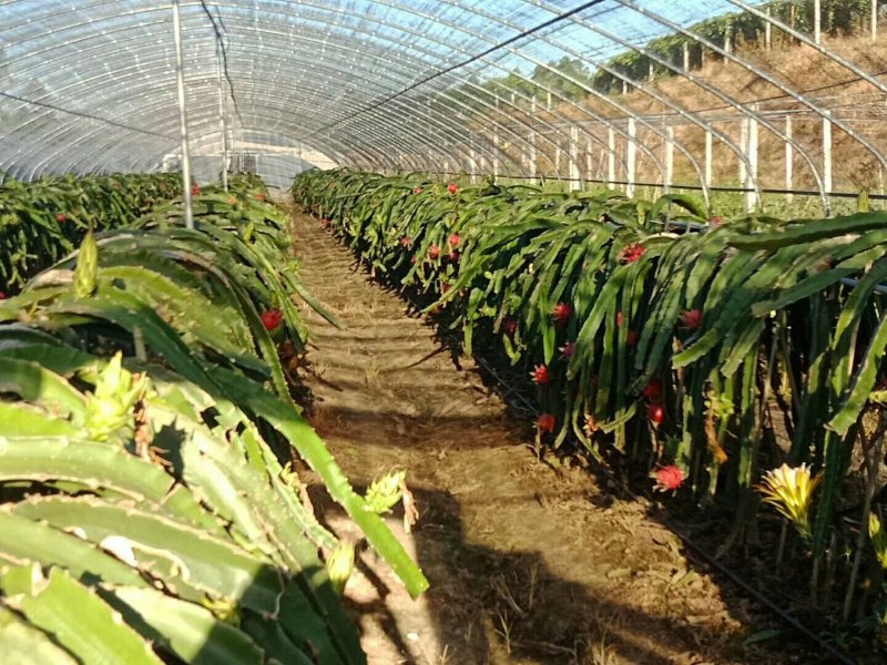 红心火龙果盆景盆载自花授粉红皮红肉