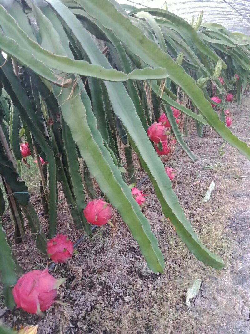 红心火龙果盆景盆载自花授粉红皮红肉