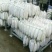 【推荐】萝卜1.5~2斤起300亩包地论斤卖都行欢迎联系