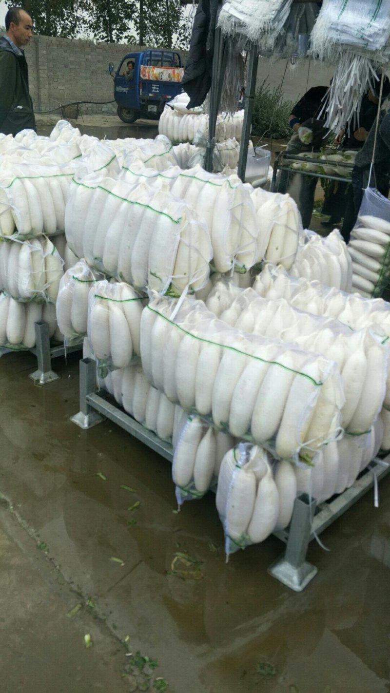 【推荐】萝卜1.5~2斤起300亩包地论斤卖都行欢迎联系