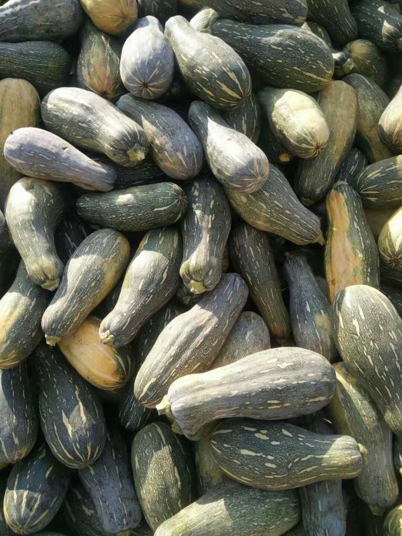 养殖老南瓜，，，，，
