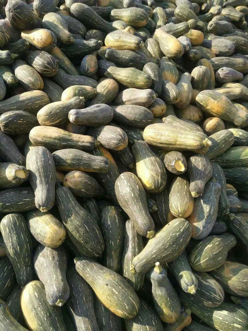 养殖老南瓜，，，，，