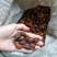 野生金樱子晚期果！甜、红