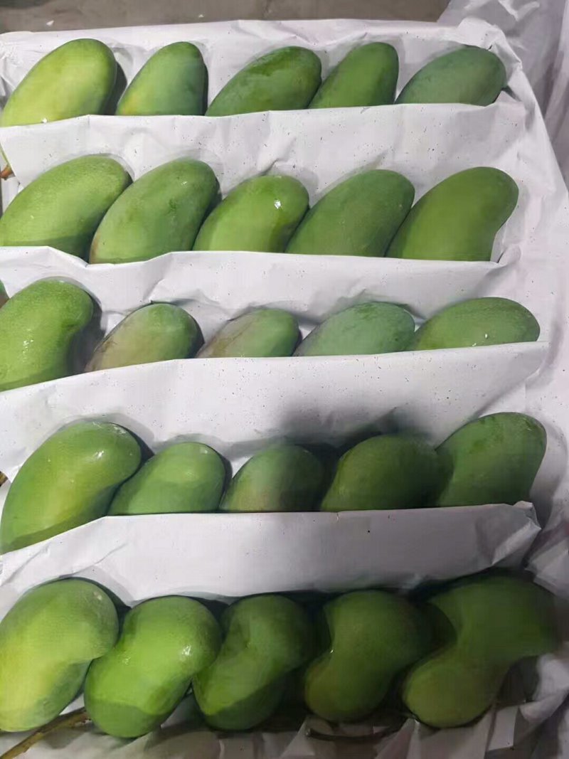 网红爆款甜心芒