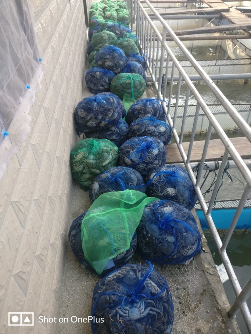 泗洪大闸蟹