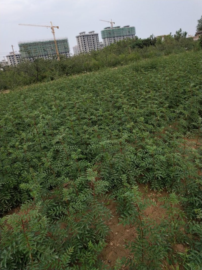 高产量南强二号抗病抗旱能力强成活率高