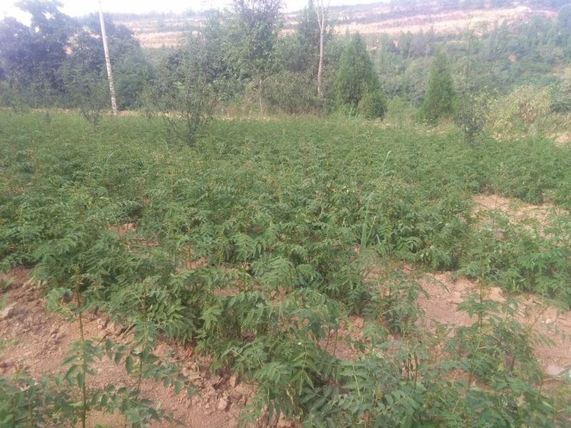 高产量南强二号抗病抗旱能力强成活率高