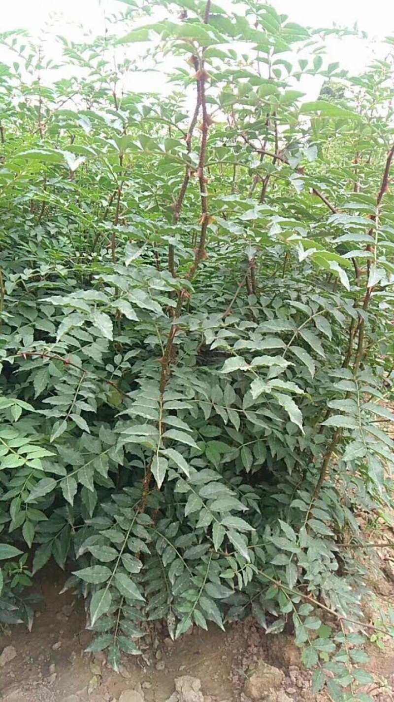 高产量南强二号抗病抗旱能力强成活率高