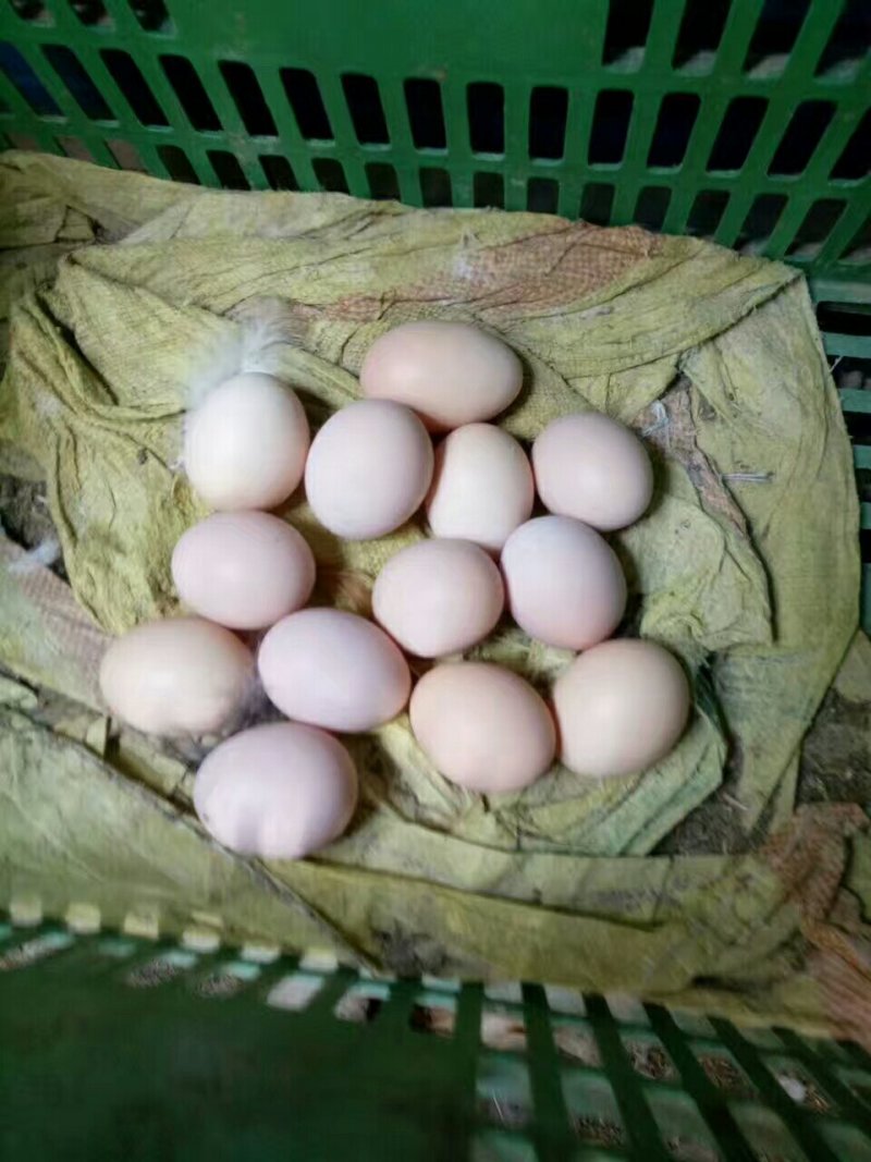 土鸡蛋