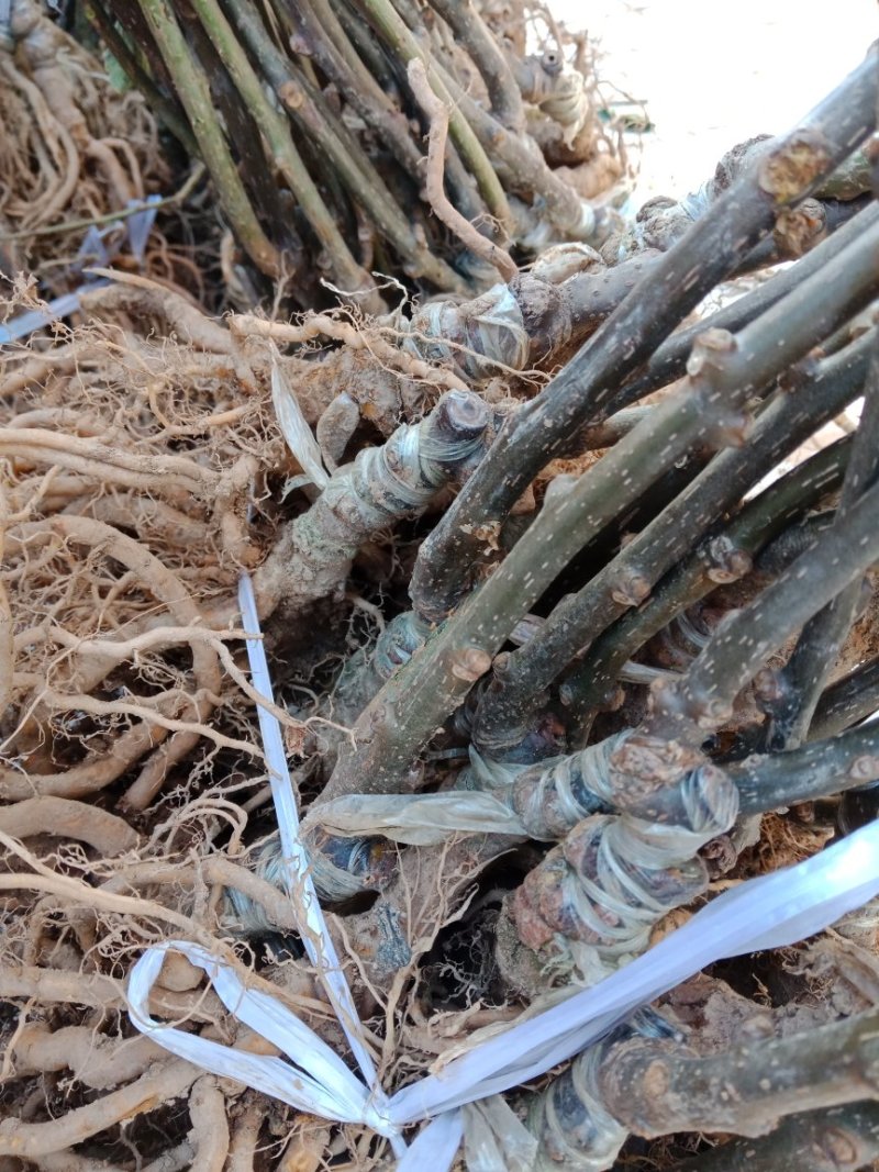 猕猴桃苗公分苗当年挂果树，保证品种，提供技术支持