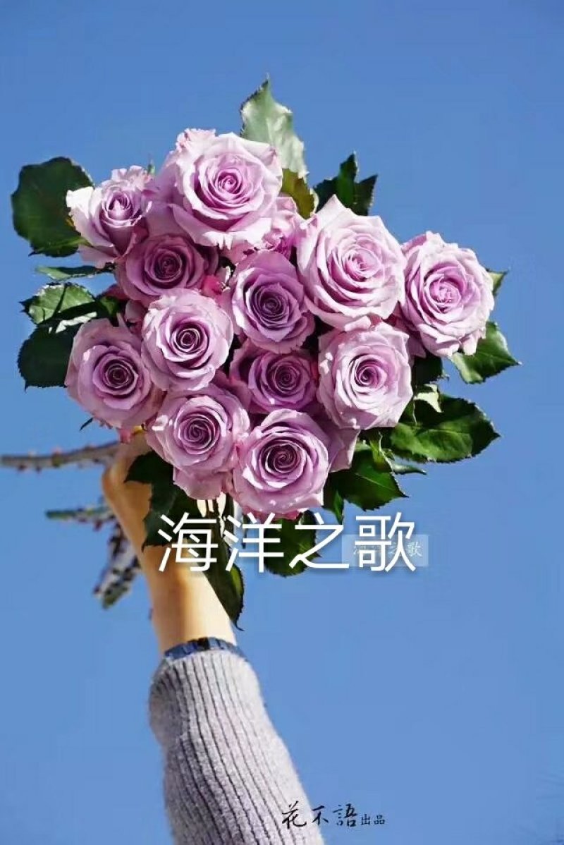 云南思奇农业月季花苗批发月季大苗易种植四季循环开花