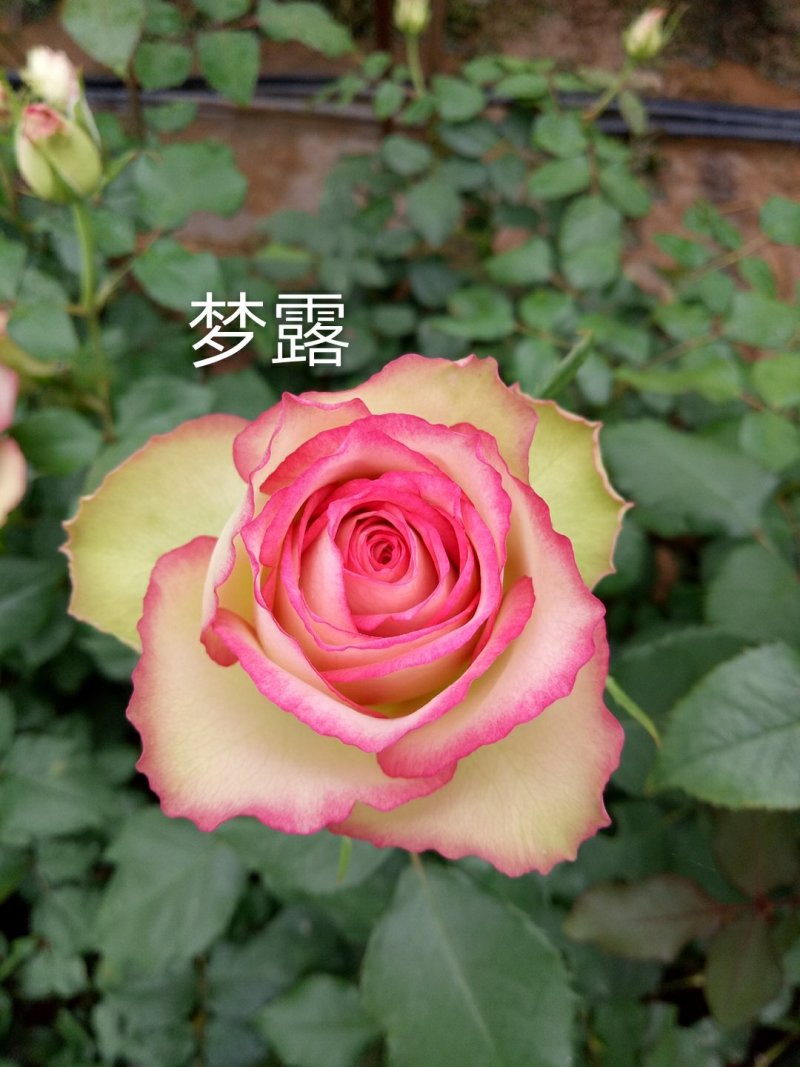 云南思奇农业月季花苗批发月季大苗易种植四季循环开花