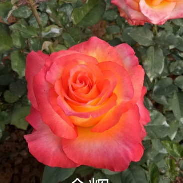 云南思奇农业月季花苗批发月季大苗易种植四季循环开花