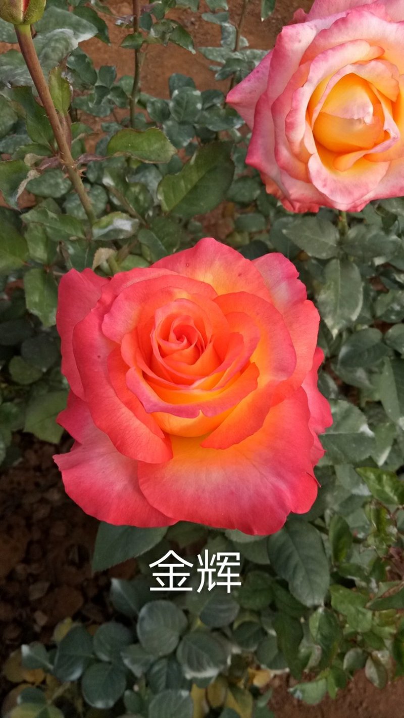 云南思奇农业月季花苗批发月季大苗易种植四季循环开花