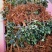 云南思奇农业月季花苗批发月季大苗易种植四季循环开花
