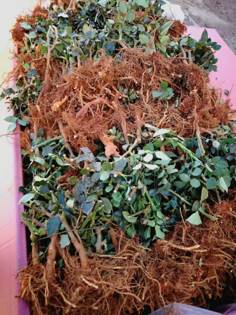 云南思奇农业月季花苗批发月季大苗易种植四季循环开花