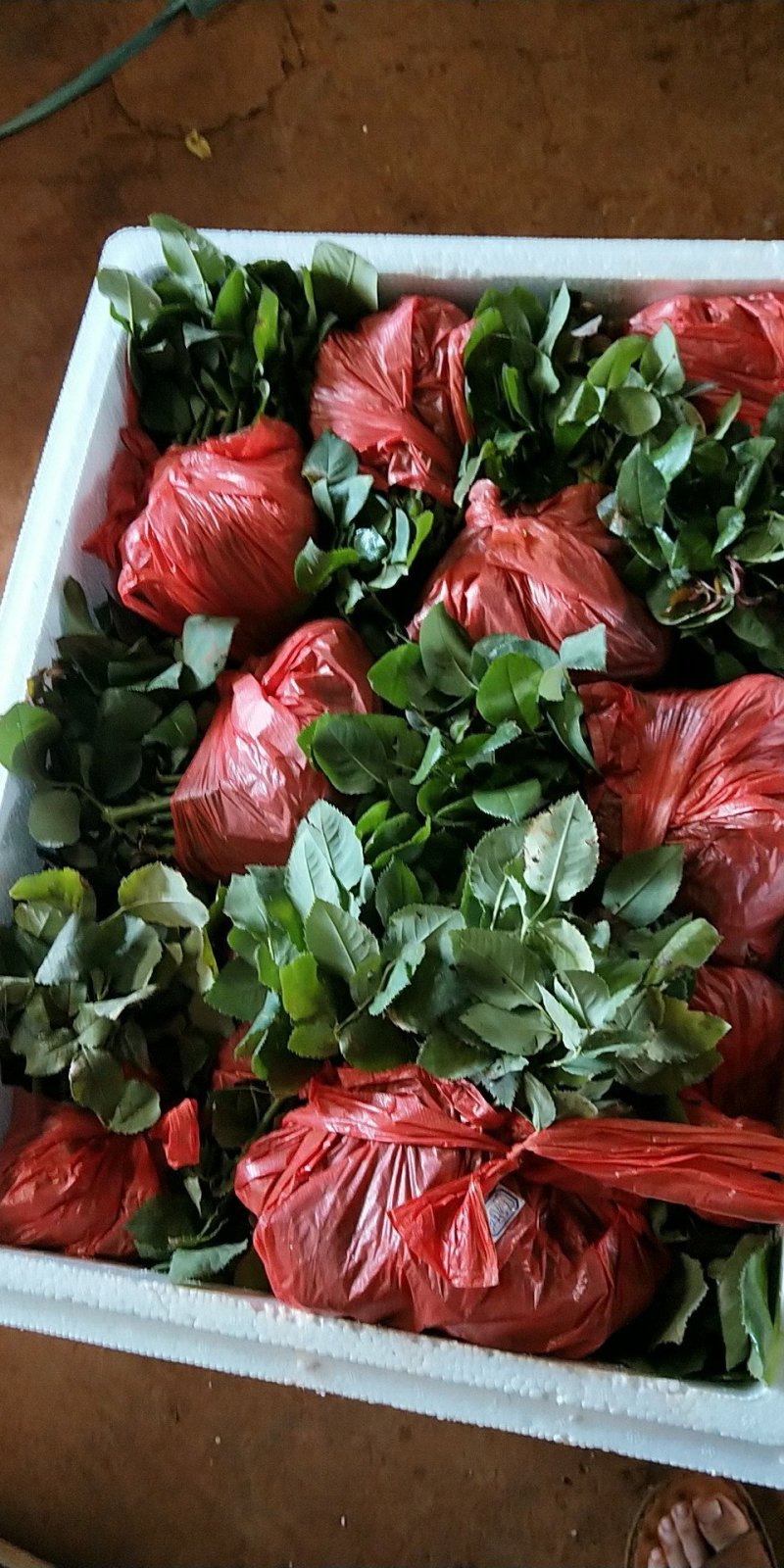云南思奇农业月季花苗批发月季大苗易种植四季循环开花