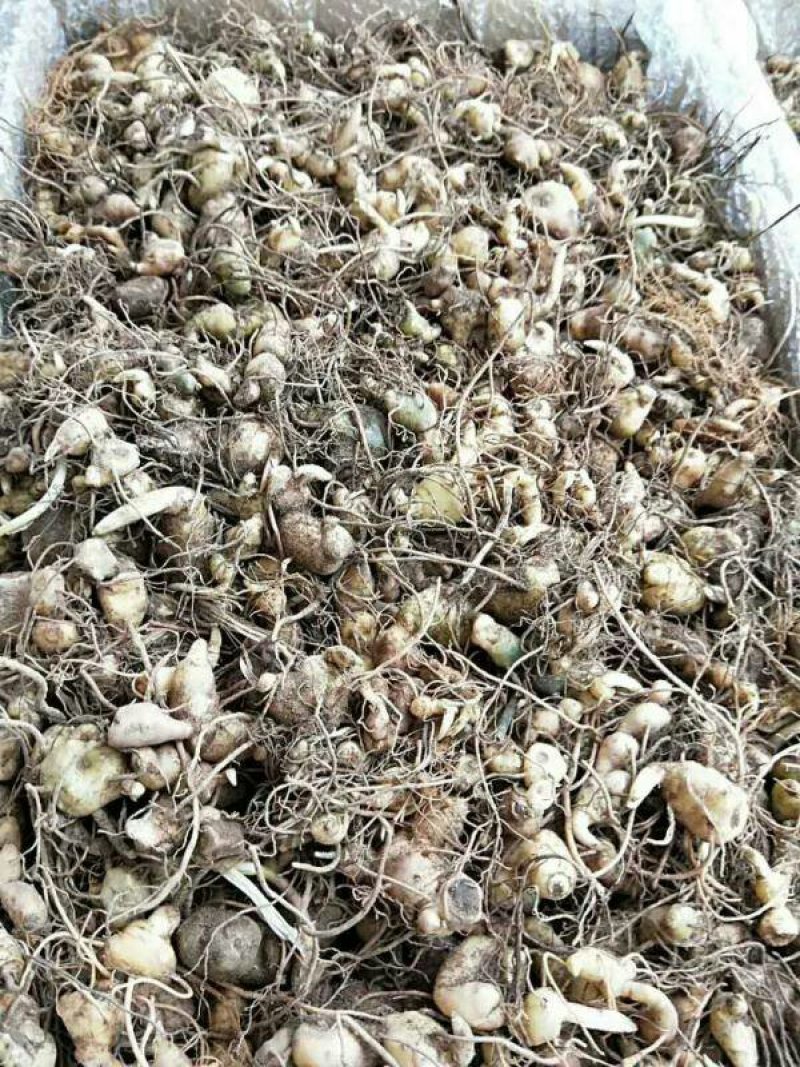 黄精种苗，黄精苗，姜型多花黄精种苗（药典品种）