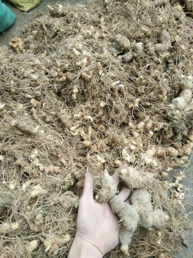 黄精种苗，黄精苗，姜型多花黄精种苗（药典品种）