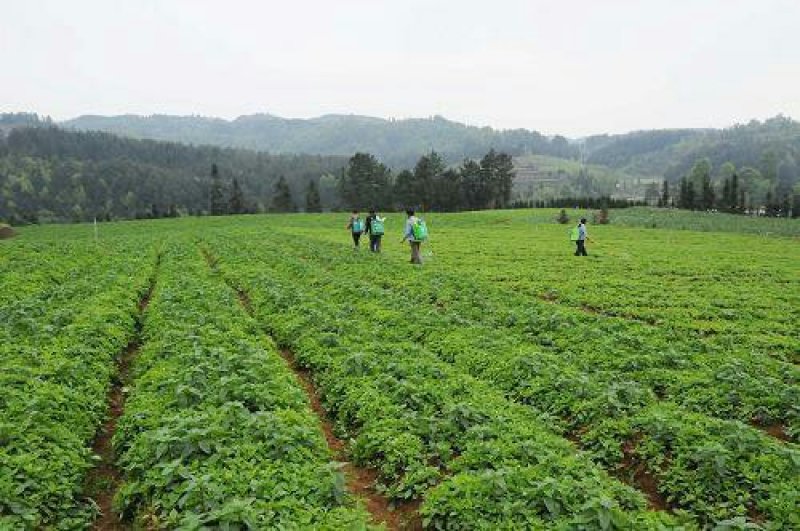 太子参种子