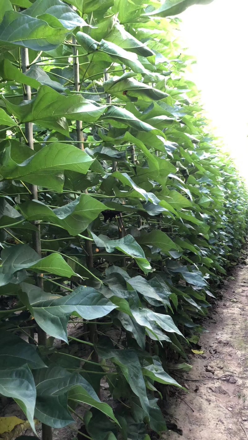 2-4公公楸树苗