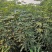 批发山布兰瑞克无花果树苗大青皮无花果树苗