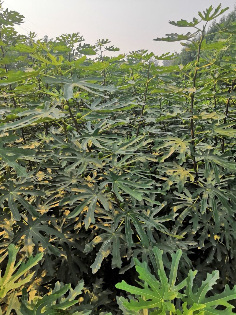 批发山布兰瑞克无花果树苗大青皮无花果树苗