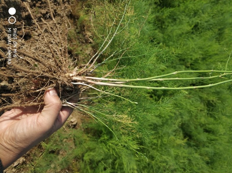 芦笋苗一年小苗现挖发货量大优惠