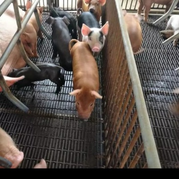 养猪网