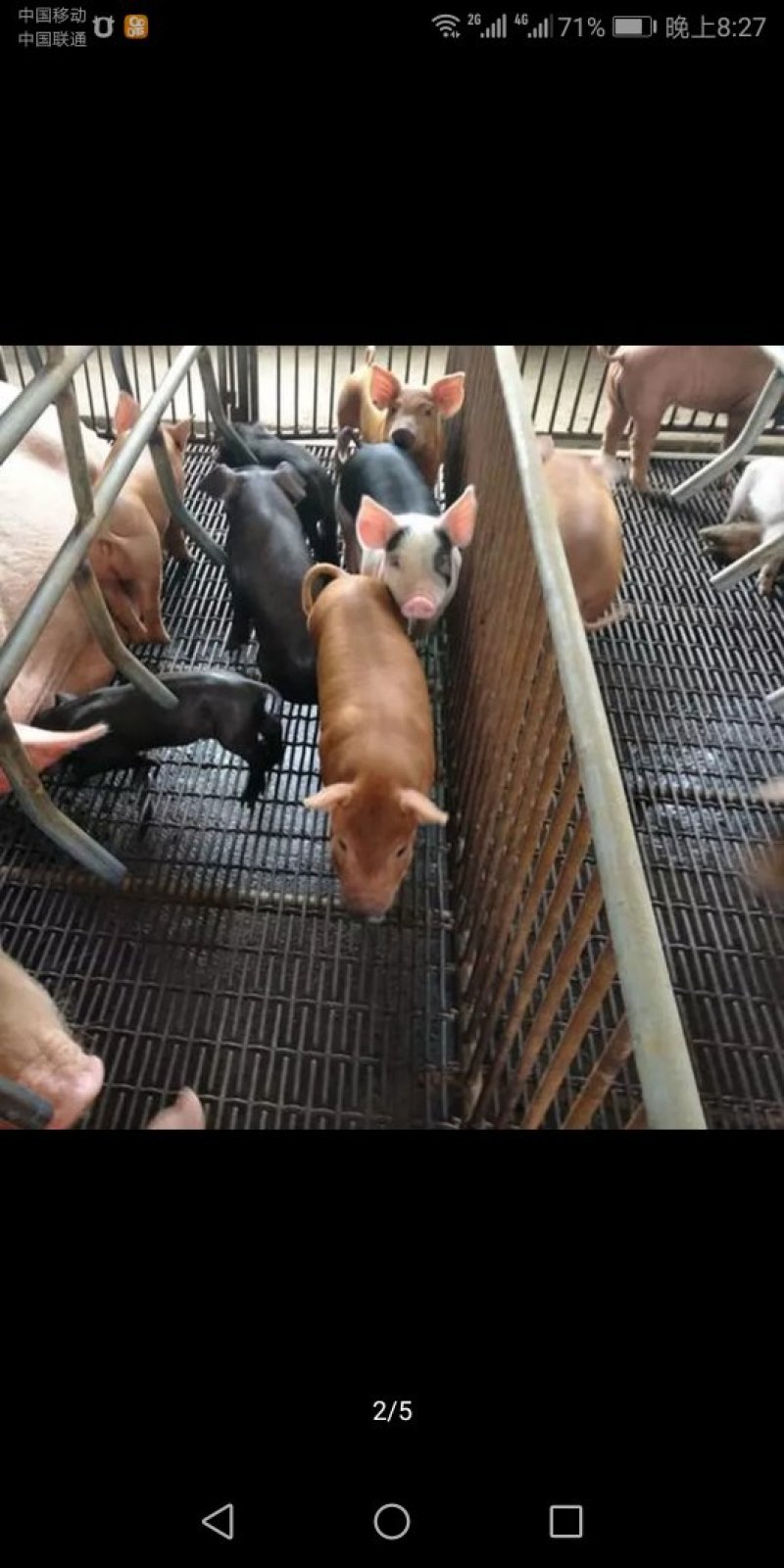 养猪网