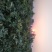 金银花苗