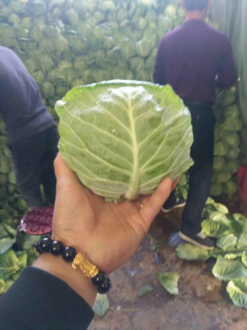 甘蓝中甘15中甘22包菜口感好包的实，欢迎新老客户联系我