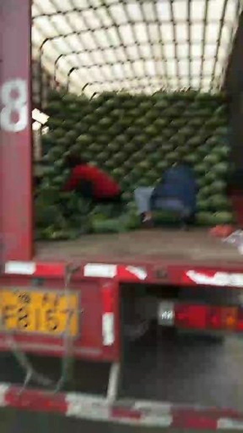 墨玉50、扁包菜精品