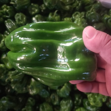 辣椒大果型麻辣
