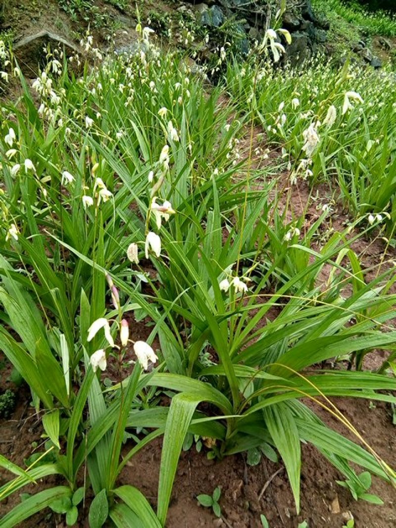 白芨鲜货供应