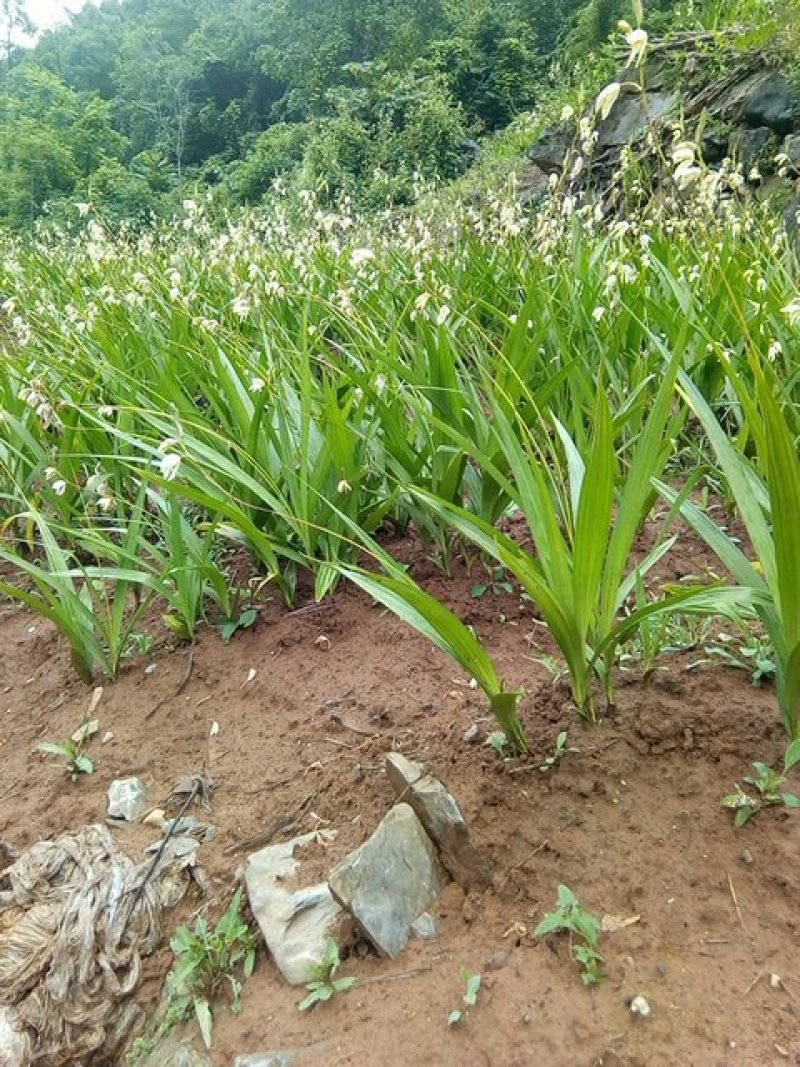 白芨鲜货供应