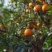 陈皮【赠送茶化石18克】