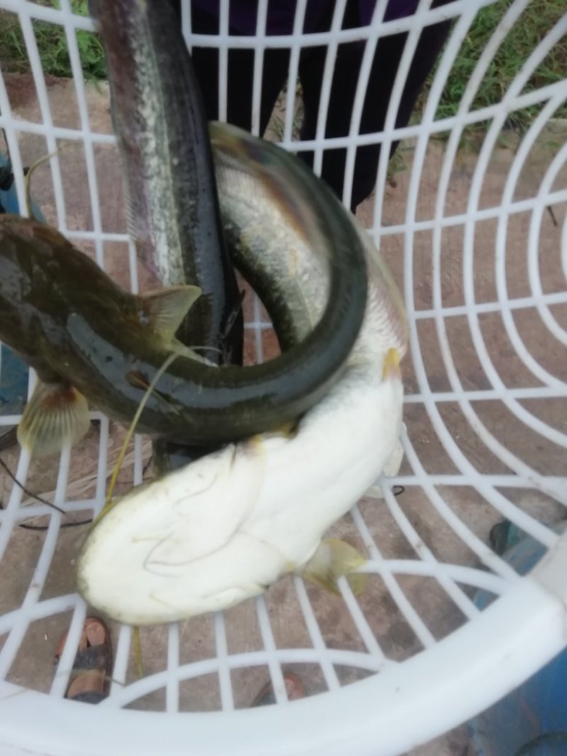 大量出售优质大口鲶食用