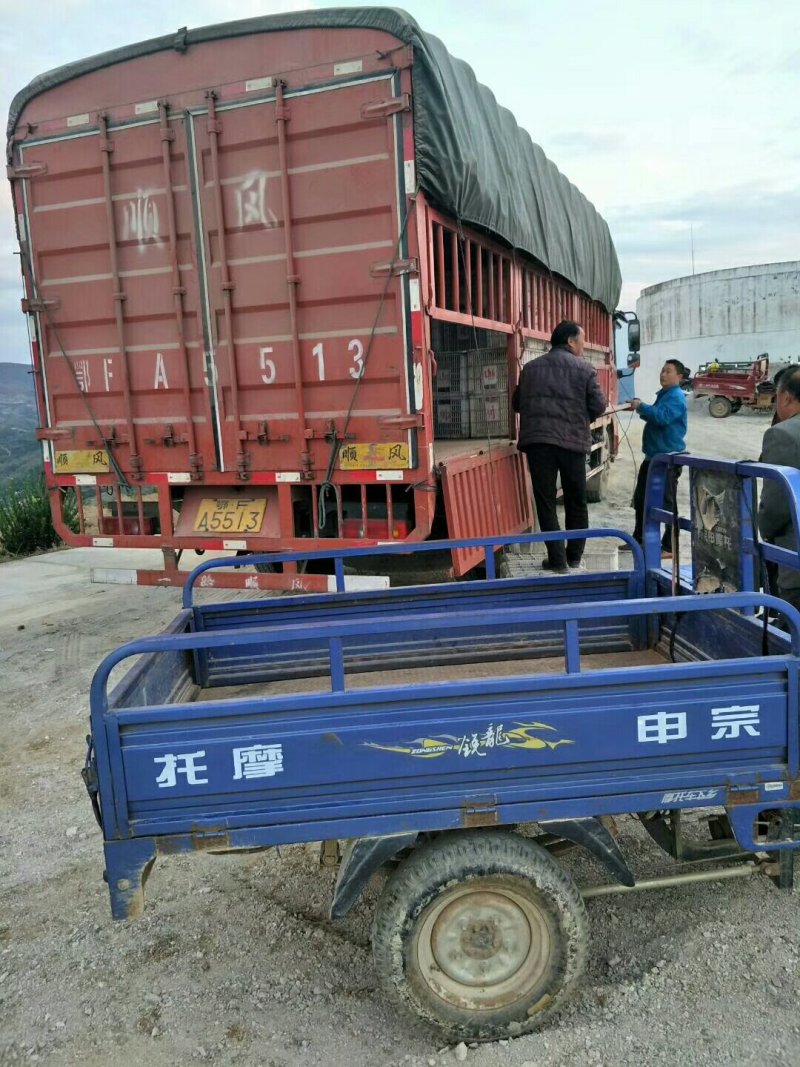 自家果园丹江口蜜橘大量成熟，价格随行就市，欢迎采购……
