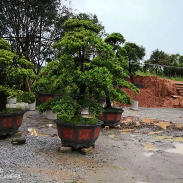 台湾罗汉松