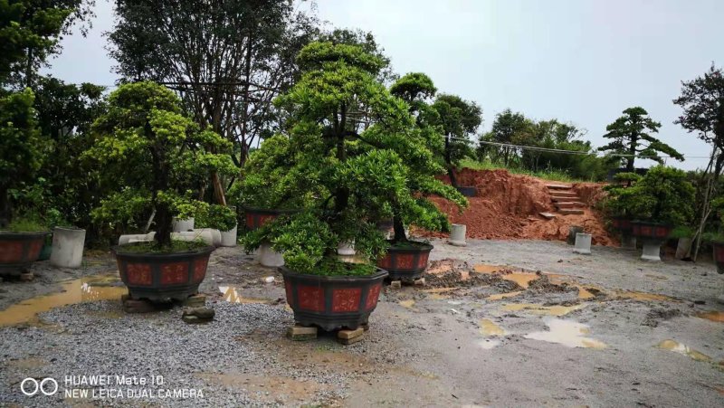 台湾罗汉松