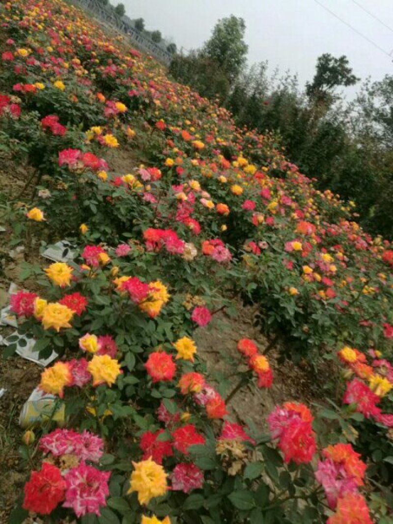 树状月季80cm以上