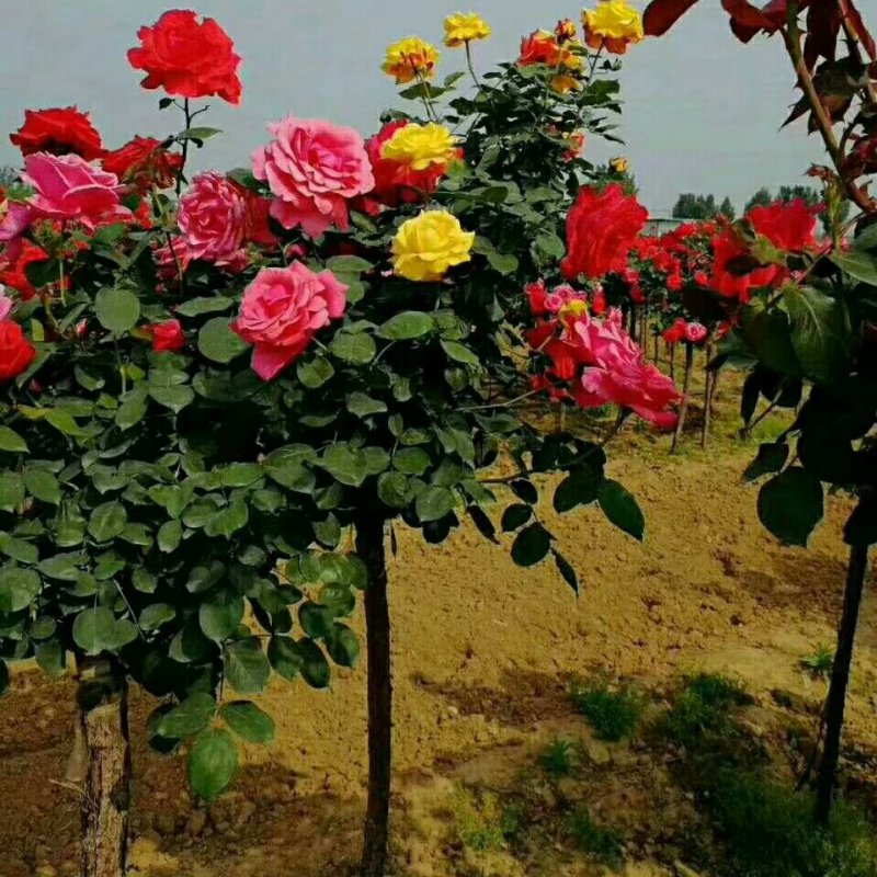 树状月季80cm以上