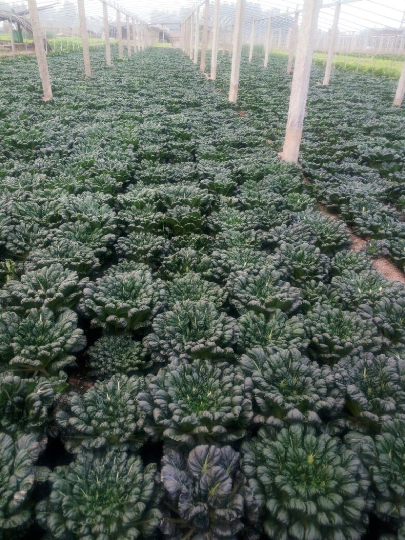 菊花菜